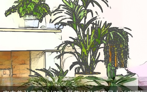 室内养兰花风水好吗(兰花放卧室有风水讲究吗)