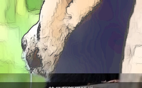 梦见和熊猫睡觉