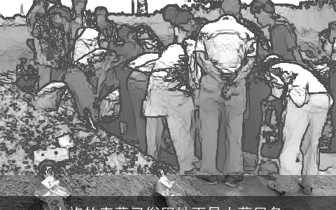 土族的丧葬习俗因地而异火葬居多