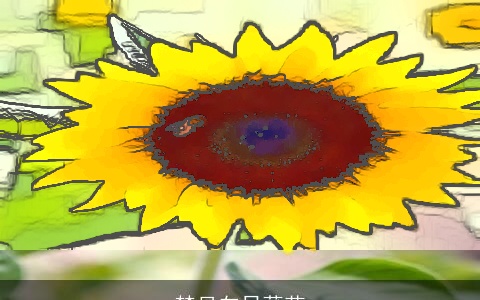 梦见向日葵花
