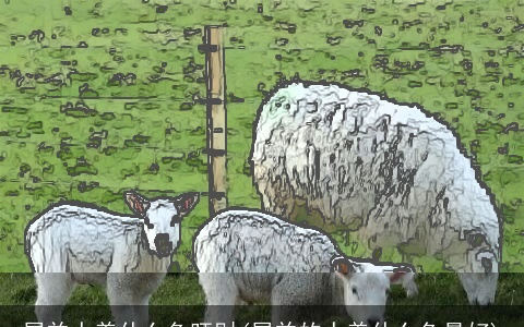 属羊人养什么鱼旺财(属羊的人养什么鱼最好)