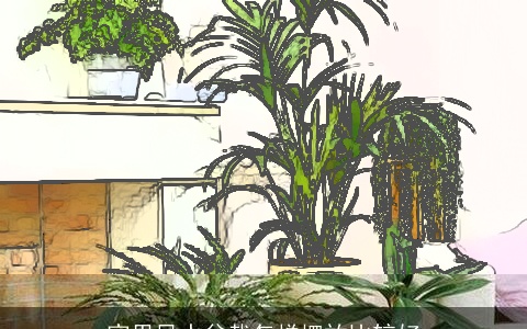 家里风水盆栽怎样摆放比较好