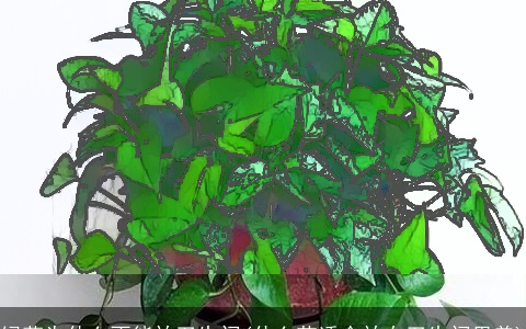 绿萝为什么不能放卫生间(什么花适合放在卫生间里养)