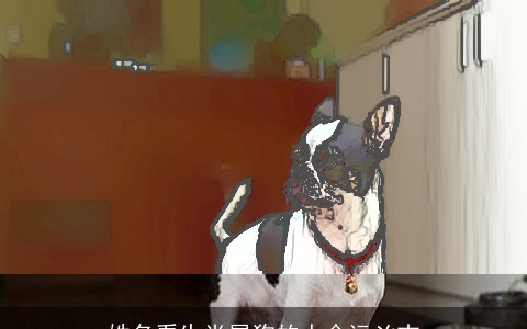 姓名看生肖属狗的人命运凶吉