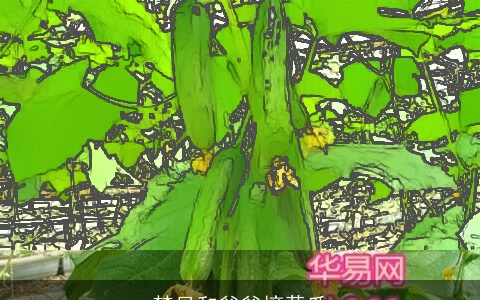 梦见和爸爸摘黄瓜