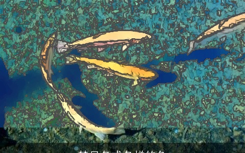 梦见各式各样的鱼