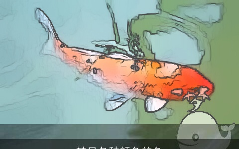 梦见各种颜色的鱼