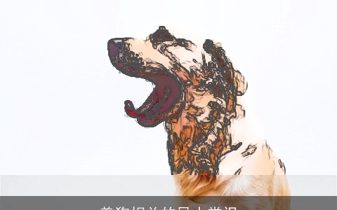 养狗相关的风水常识