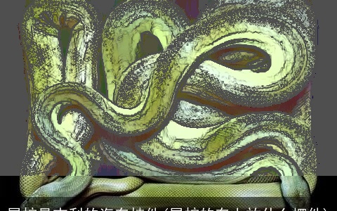 属蛇最吉利的汽车挂件(属蛇的车上放什么摆件)