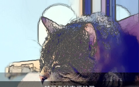 梦见各种奇怪的猫