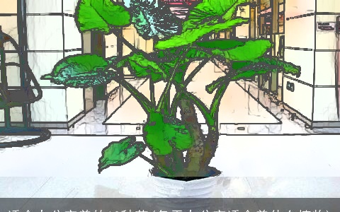 适合办公室养的13种花(冬天办公室适合养什么植物)