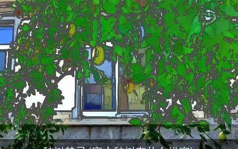 种树禁忌(家中种树有什么讲究)