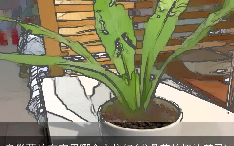 鸟巢蕨放在家里哪个方位好(龙骨花的摆放禁忌)