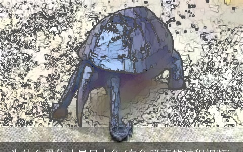 为什么墨龟才是风水龟(乌龟脱壳的过程视频)