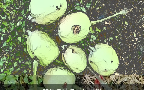 梦见各种各样的果树