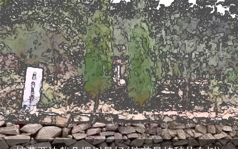 坟墓两边栽几棵树最好(坟前最怕种什么树)