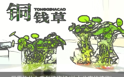 厅里放什么花和植物好(放办公室的植物)