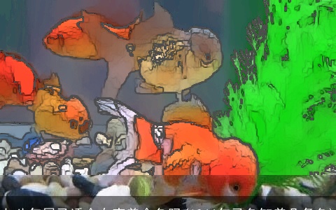 七八年属马适合在家养金鱼吗(1966年马鱼缸养几条鱼)