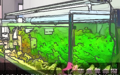 办公室大鱼缸养什么鱼(办公室养鱼养什么颜色的最好)