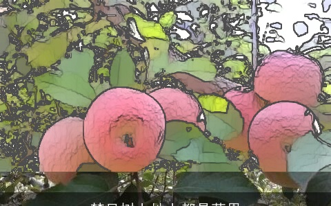 梦见树上地上都是苹果