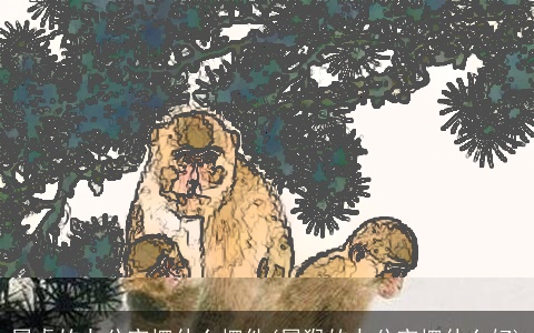 属虎的办公室摆什么摆件(属猴的办公室摆什么好)