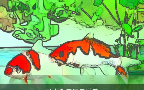 风水鱼应该怎样养