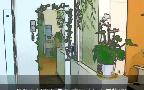 最旺入门玄关植物(客厅放什么植物好)