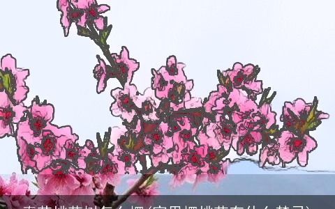 春节桃花树怎么摆(家里摆桃花有什么禁忌)