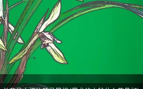 兰花风水摆放禁忌属相(属龙的人种什么花最好)