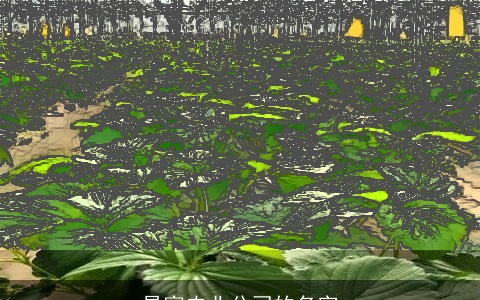 易富农业公司的名字