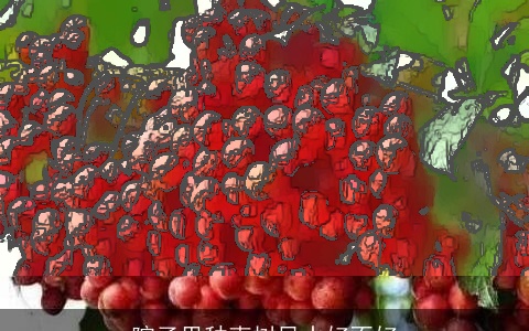 院子里种枣树风水好不好