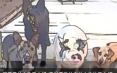 厂里养什么狗风水好(农村养狗放在什么方位风水好)