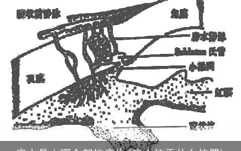 房水是由哪个部位产生(房水位于什么位置)