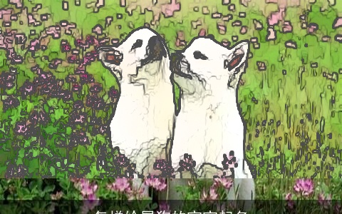 怎样给属狗的宝宝起名