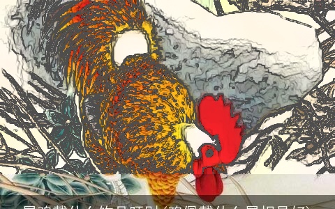 属鸡戴什么饰品旺财(鸡佩戴什么属相最好)