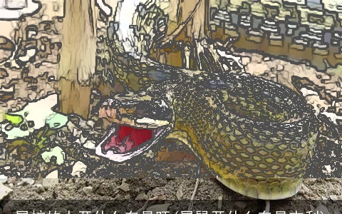 属蛇的人开什么车最旺(属鼠开什么车最吉利)