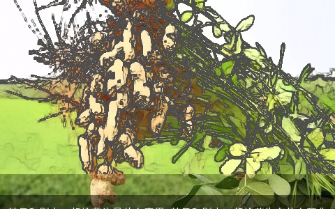 梦见和别人一起捡花生是什么意思 梦见和别人一起捡花生有什么预兆