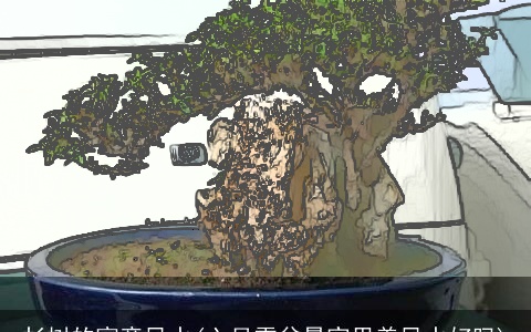 杉树的寓意风水(六月雪盆景家里养风水好吗)