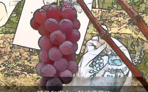 梦见和家人一起摘葡萄吃