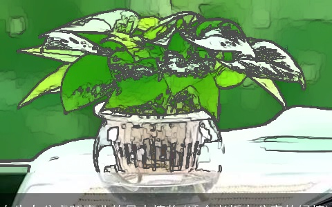 女生办公桌旺事业的风水植物(适合老板办公室的绿植)