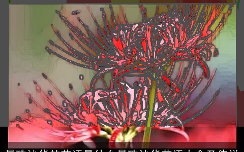 曼珠沙华的花语是什么曼珠沙华花语大全及传说