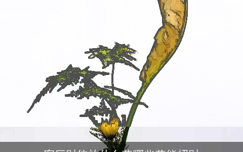 客厅财位放什么花哪些花能招财