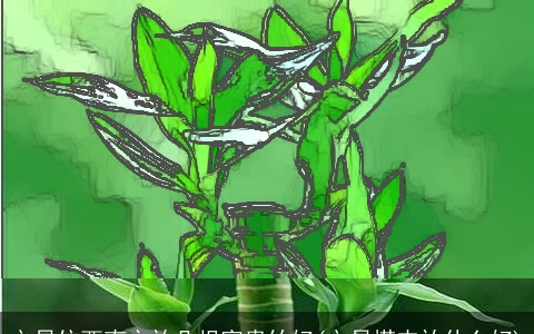 文昌位西南方放几根富贵竹好(文昌塔内放什么好)