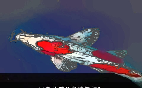 属兔的养几条锦鲤好？