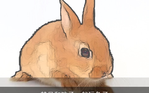 梦见和孩子一起玩兔子