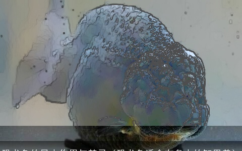 恐龙鱼的风水作用与禁忌（恐龙鱼适合在多大的缸里养）