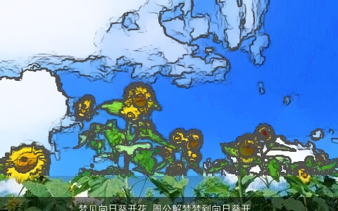 梦见向日葵开花_周公解梦梦到向日葵开花是什么意思_做梦梦见向日葵开花好不好