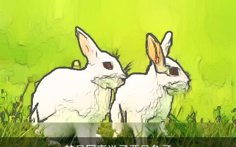 梦见同事送了两只兔子