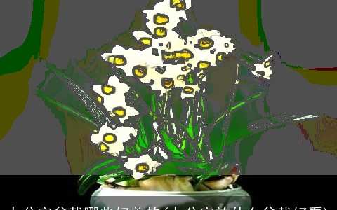 办公室盆栽哪些好养的(办公室放什么盆栽好看)