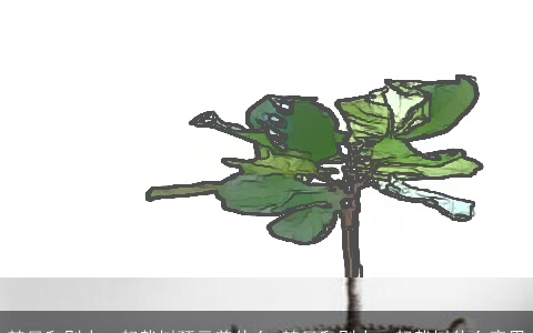 梦见和别人一起栽树预示着什么 梦见和别人一起栽树什么意思